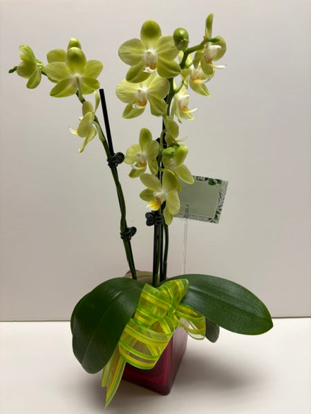 Orchid Plant