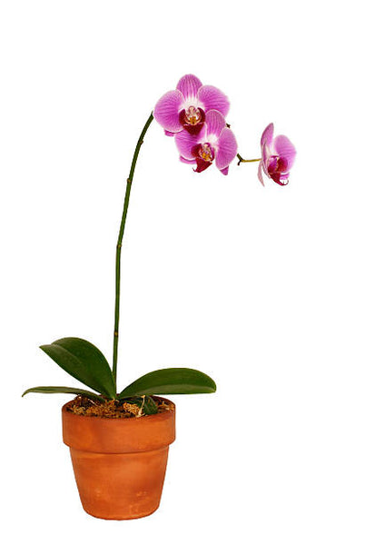Orchid Plant